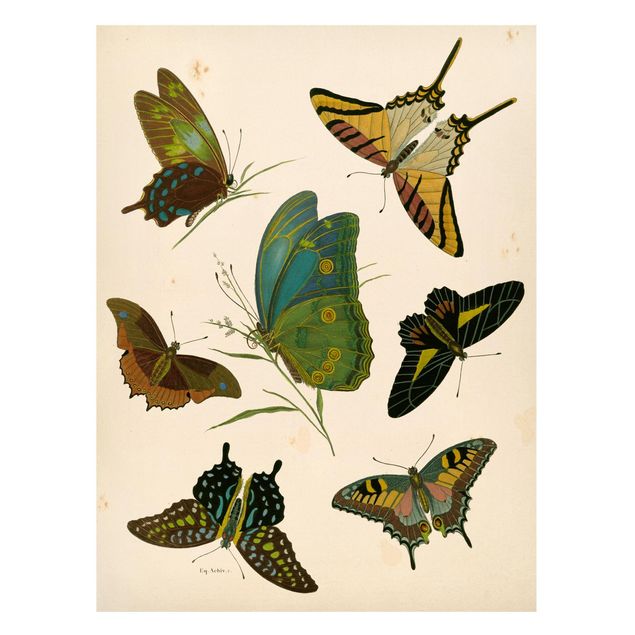 Quadro vintage Illustrazione vintage Farfalle esotiche