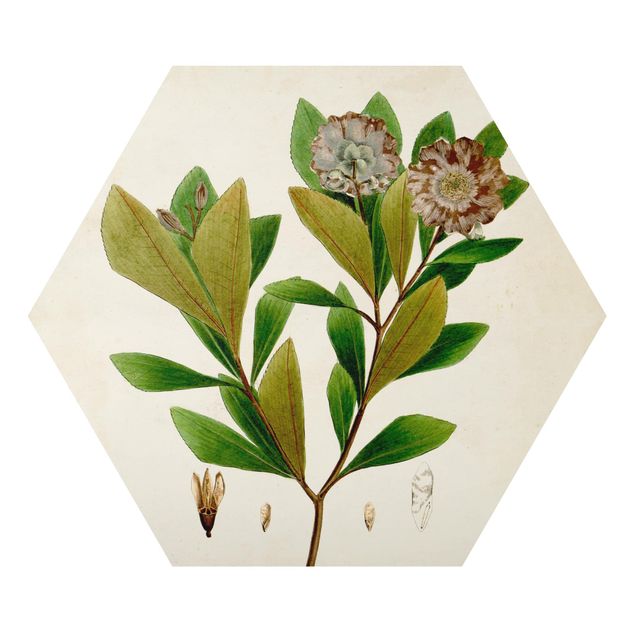 Stampe Poster con piante caducifoglie V