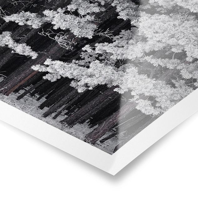 Poster bianco e nero Foresta con brina in Austria
