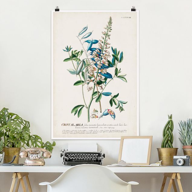 Poster retro style Illustrazione botanica vintage Legumi