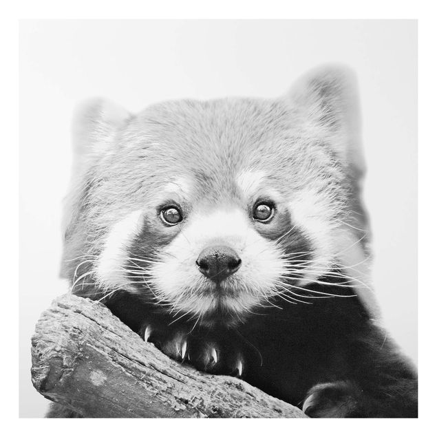 Panda quadro Panda rosso in bianco e nero