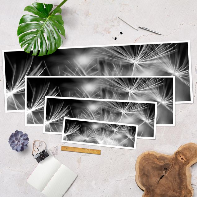 Poster - Moving sfondo Denti di leone Close Up On Black - Panorama formato orizzontale