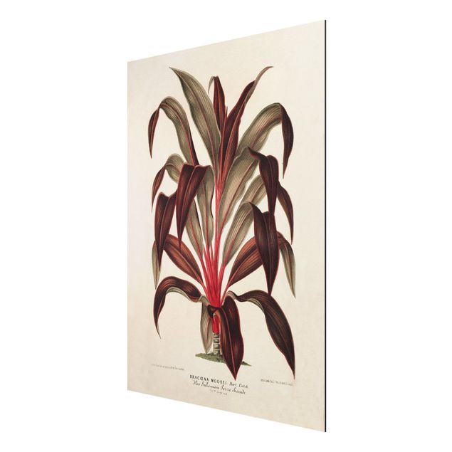 Quadro vintage Illustrazione botanica vintage di albero del drago