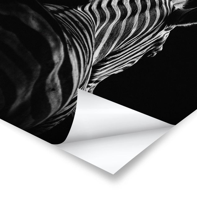 Stampe poster Silhouette Zebra scuro