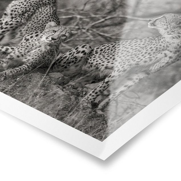 Stampe poster Tre ghepardi