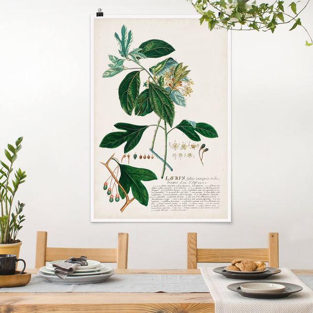 Poster retro Illustrazione botanica vintage Alloro