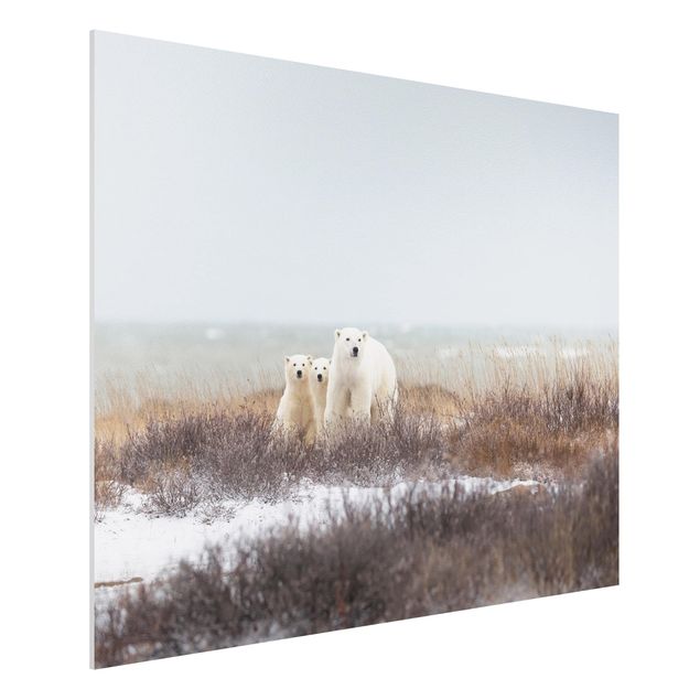 Quadro con orso Orso polare e i suoi cuccioli