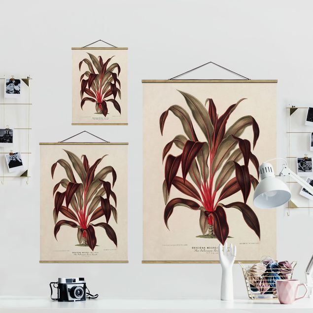 Stampe Illustrazione botanica vintage di albero del drago