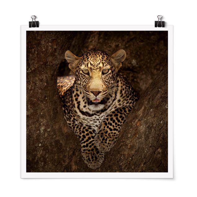 Quadri animali Leopardo che riposa su un albero