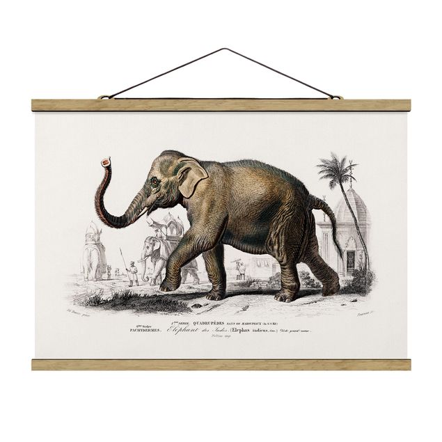 Quadro natura Bacheca vintage Elefante