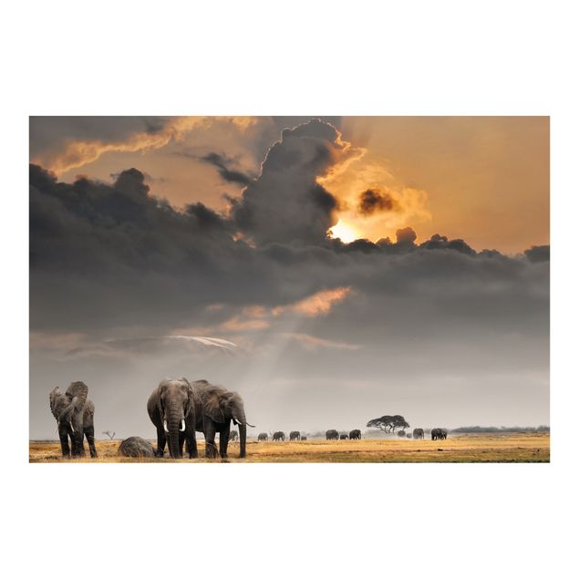 Carte da parati paesaggio Elefanti nella savana