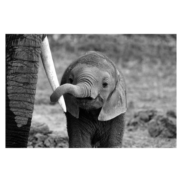 Carta da parati animali Elefantino