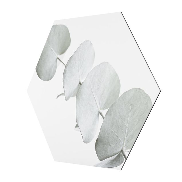 Alluminio Dibond Ramo di eucalipto in luce bianca