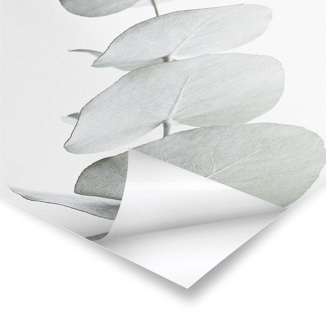 Poster - Ramo di eucalipto nella luce bianca