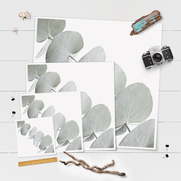 Poster - Ramo di eucalipto nella luce bianca
