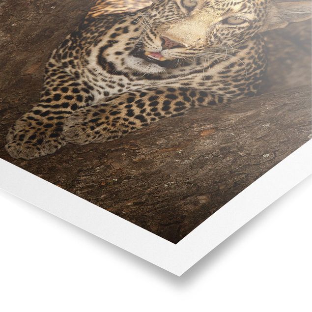 Poster animali Leopardo che riposa su un albero