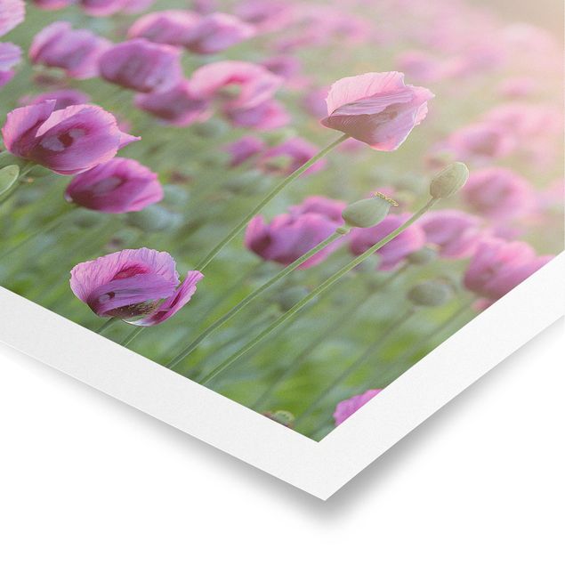 Poster - Viola di papavero Fiore prato in primavera - Orizzontale 3:4