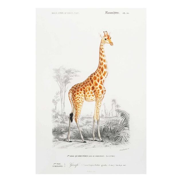 Quadri con animali Bacheca vintage Giraffa