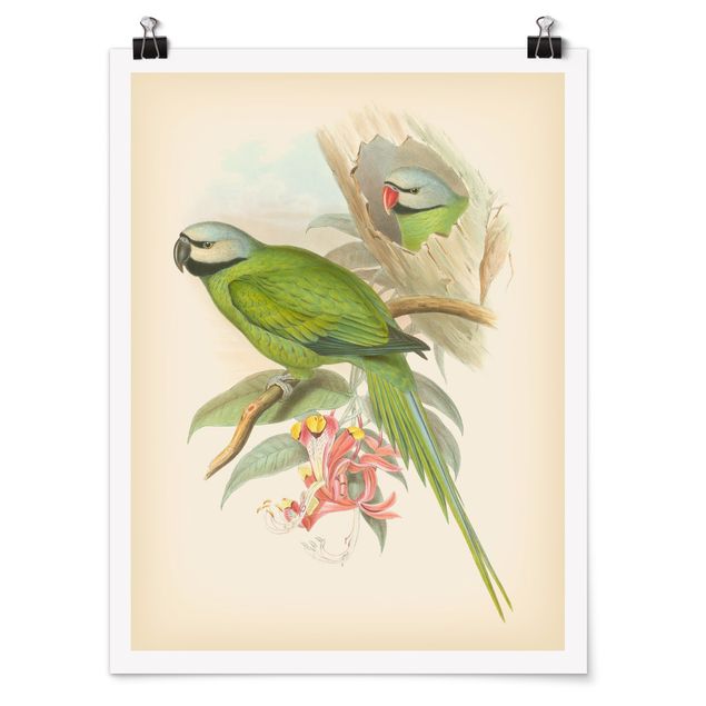 Quadro verde Illustrazione vintage Uccelli tropicali II