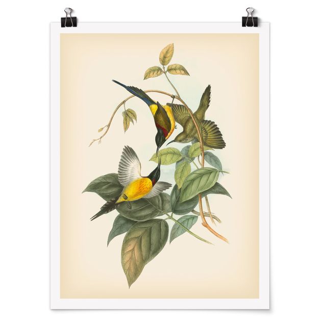 Quadro verde Illustrazione vintage Uccelli tropicali IV