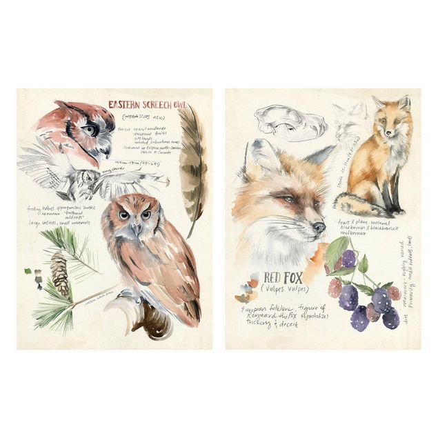 Stampe Diario della natura selvaggia - Gufo e volpe Set I