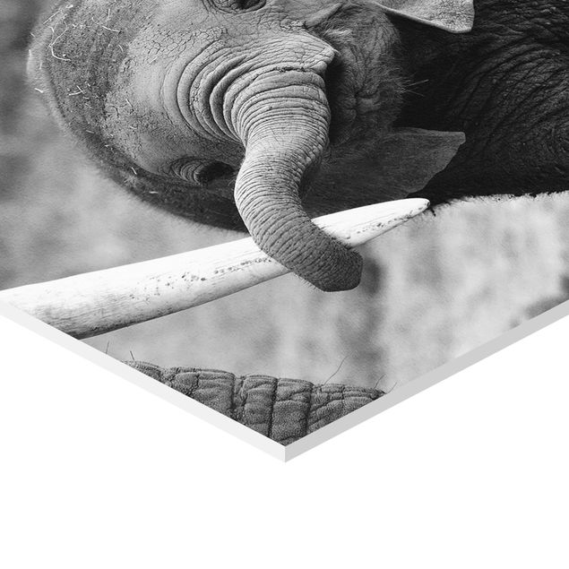 Esagono in forex - baby Elephant
