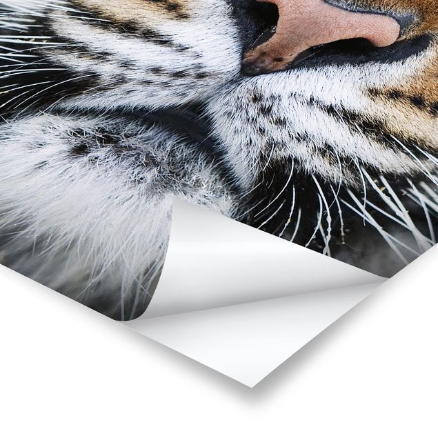 Stampe poster Occhi di tigre