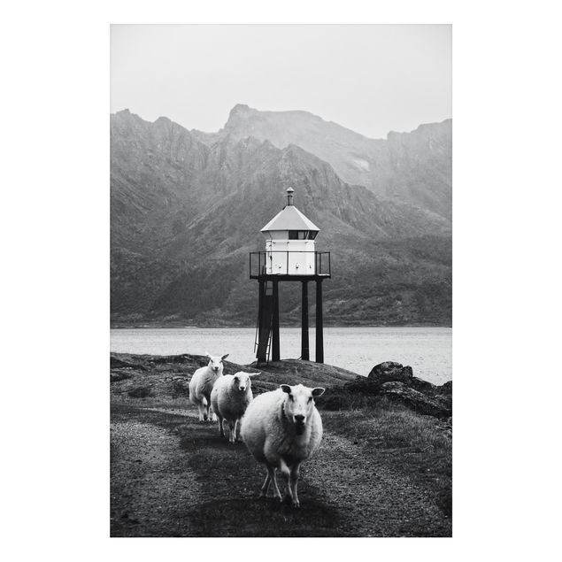 Quadri bianco e nero Tre pecore alle Lofoten