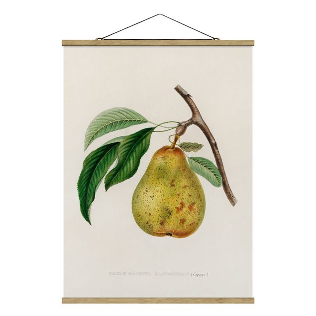 Quadri gialli Illustrazione botanica vintage Pera gialla