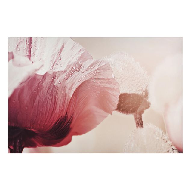 Lavagne magnetiche con fiori Fiore di papavero rosa pallido con gocce d'acqua