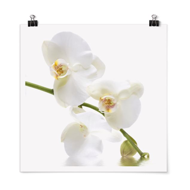 Quadri di fiori Acque di orchidea bianca