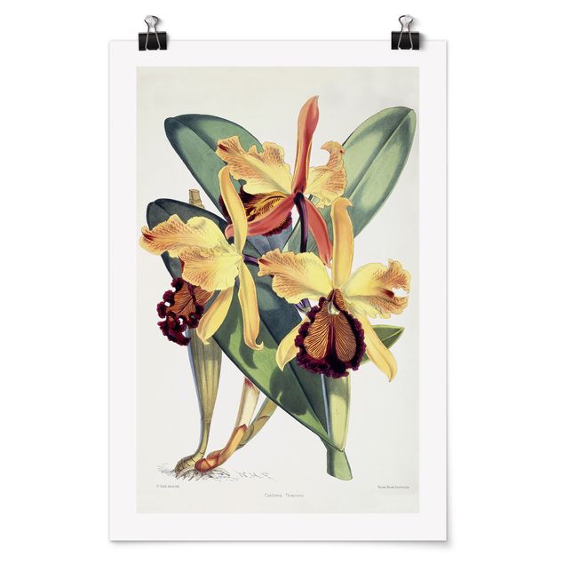 Poster retro style Walter Hood Fitch - Orchidea