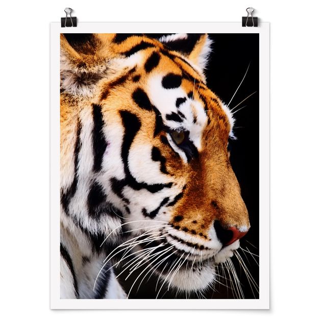 Poster con animali Bellezza della tigre