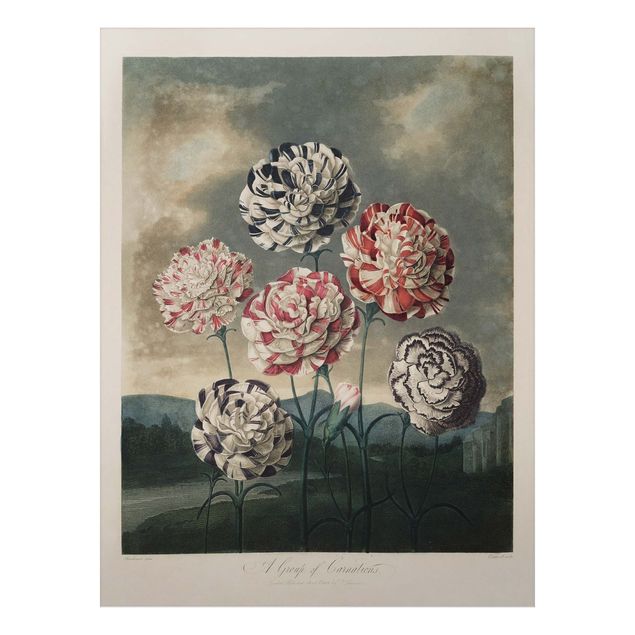 Quadri vintage Illustrazione botanica vintage Garofani blu e rossi