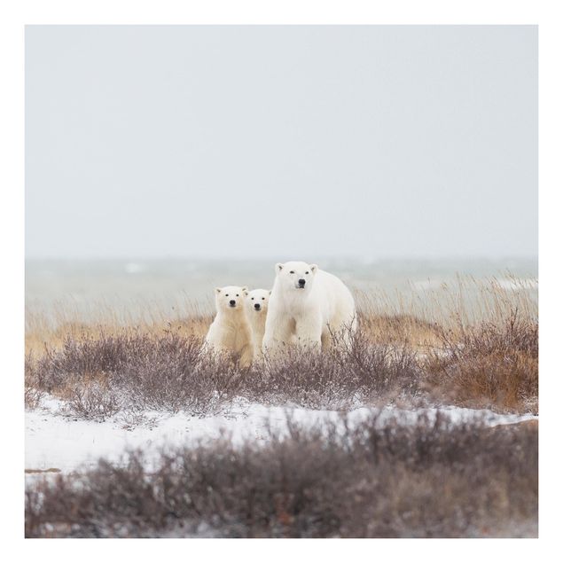 Quadri moderni   Orso polare e i suoi cuccioli