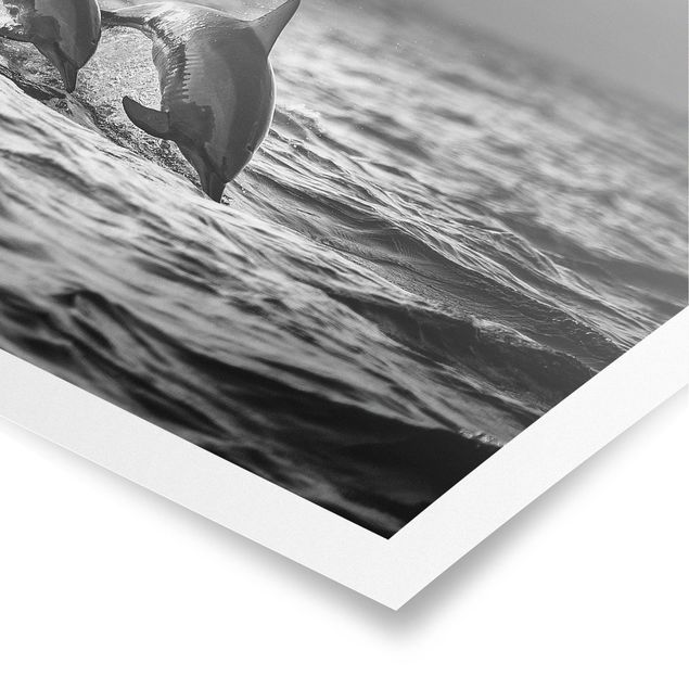 Poster in bianco e nero Due delfini che saltano