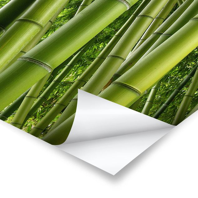 Poster paesaggi naturali Alberi di bambù