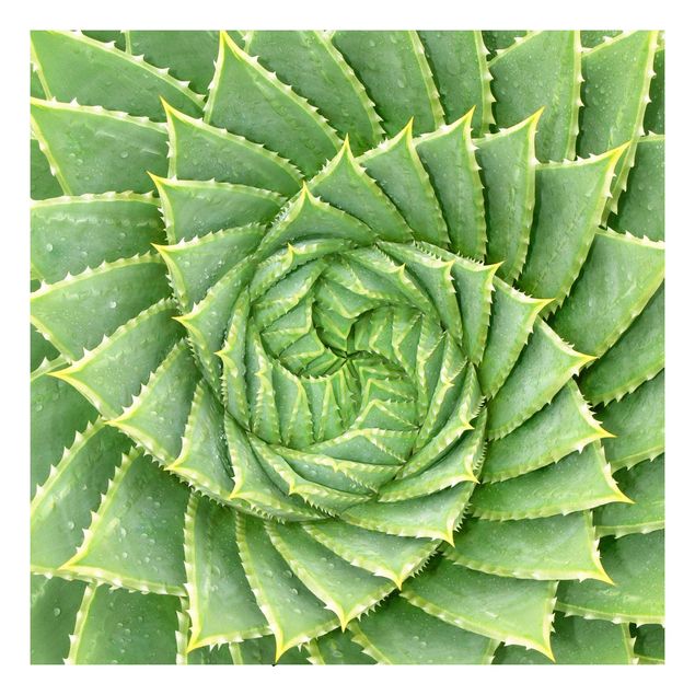 Pellicole adesive verdi Aloe a spirale