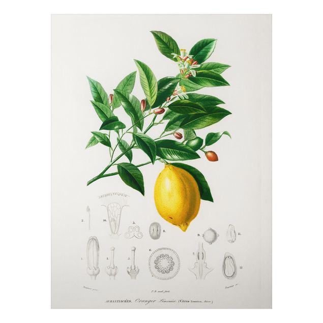 Quadri vintage Illustrazione botanica vintage di limone