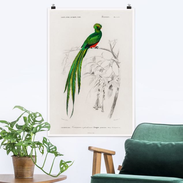 Poster retro Bacheca Vintage Uccelli tropicali I