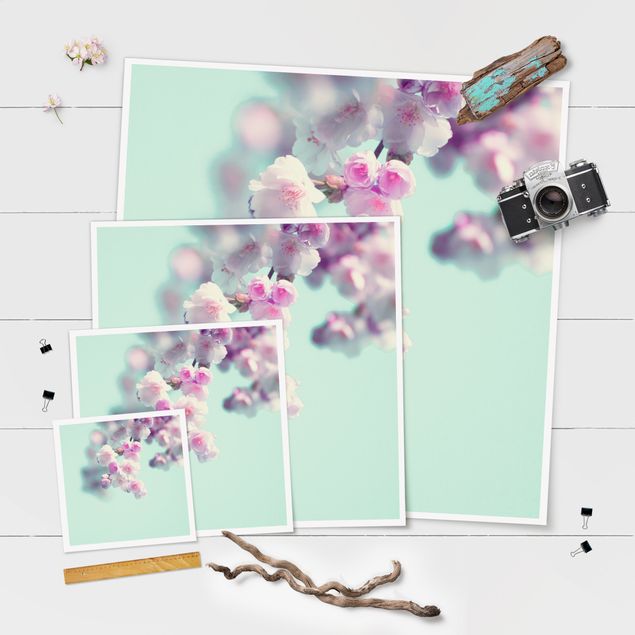 Poster - Fiori di ciliegio colorati