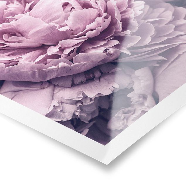 Poster da parete  Fiori di peonia viola
