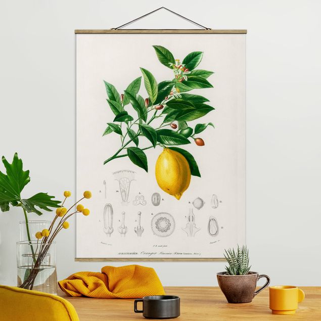 Quadri con fiori Illustrazione botanica vintage di limone