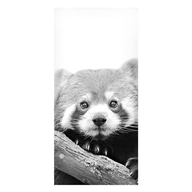 Quadri panda Panda rosso in bianco e nero