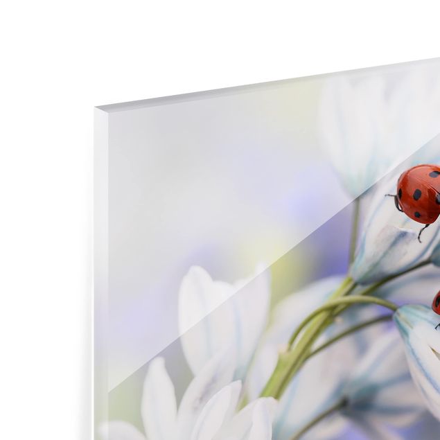 Paraschizzi in vetro - Ladybird Couple