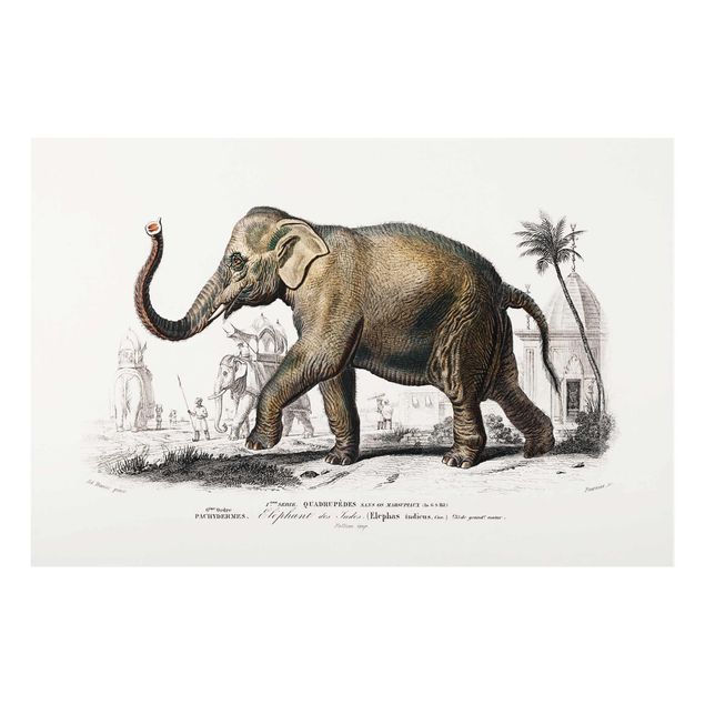 Quadri stile vintage Bacheca vintage Elefante