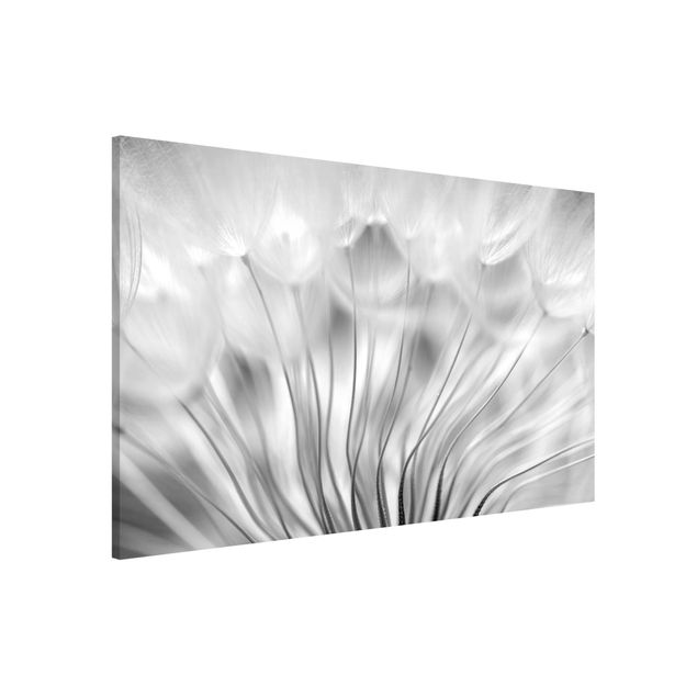 Lavagne magnetiche con fiori Bellissimo Soffione in bianco e nero