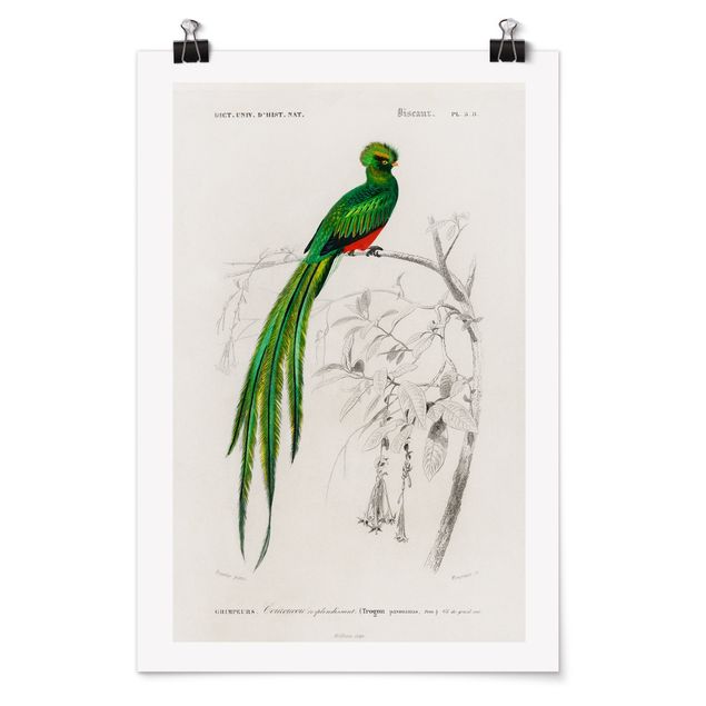 Quadro verde Bacheca Vintage Uccelli tropicali I
