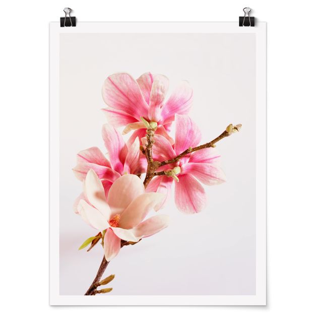 Quadri rosa Fiori di magnolia