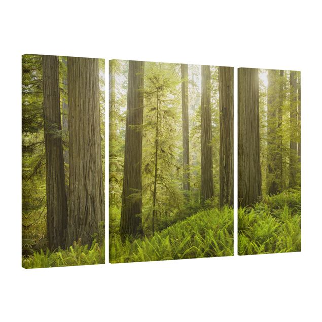 Quadro su tela componibile Vista sulla foresta del parco statale di Redwood